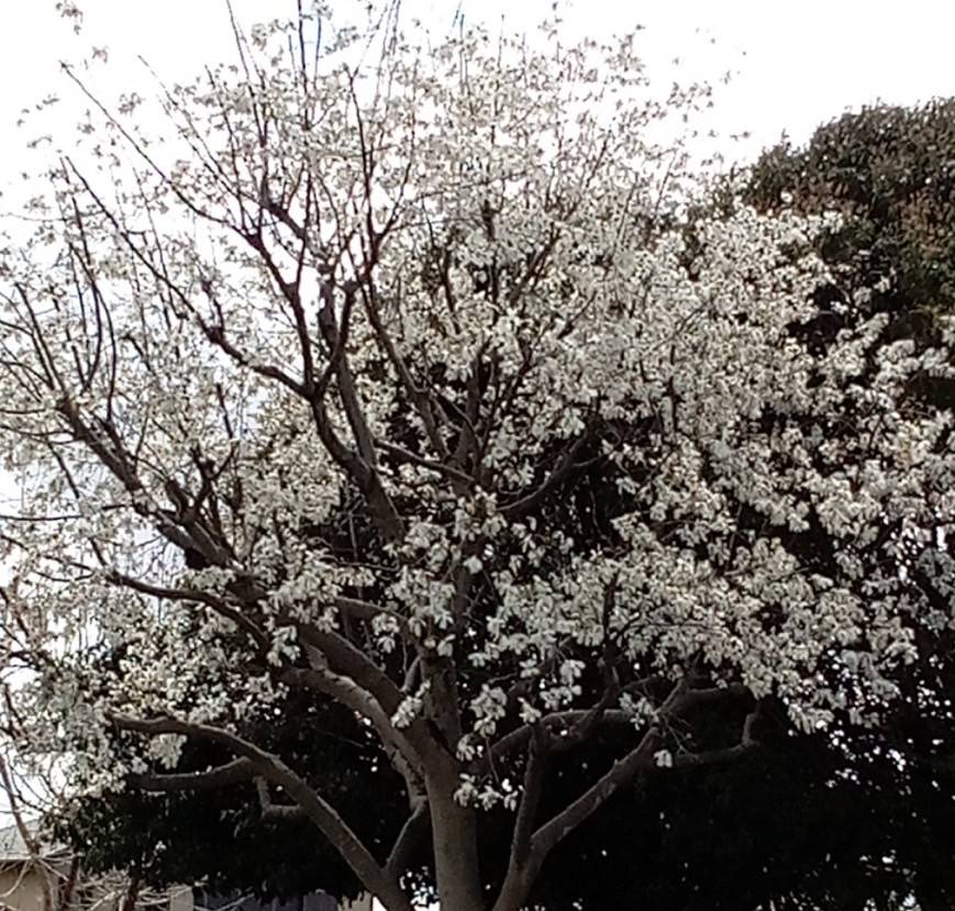 小学生撮影の桜