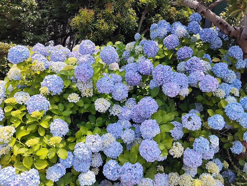 青紫色のあじさいの花が一面に広がる八景島の散策路